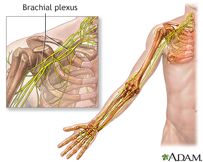 brachial plexus nerves